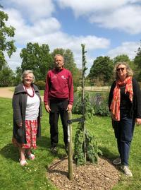 the tree at worth park